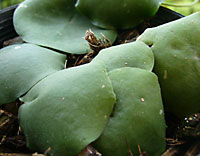 Imbricata "Green"