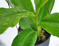 Imperialis "Palawan"