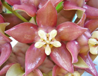 Imperialis "Pink"