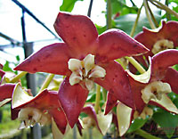 Imperialis "red"