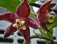 Imperialis "Red Borneo"