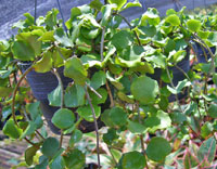 Kanyakumariana