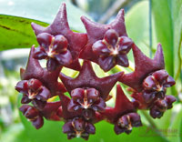 Lobbii Dark Red