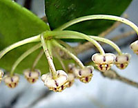 Micrantha