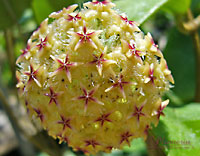 Mindorensis "Yellow"