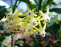 Multiflora