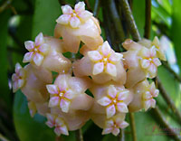 Neo ebudica