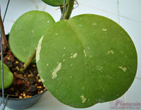 Obovata