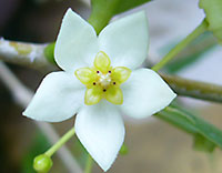 Odorata