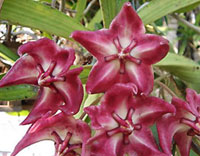 Onychoides