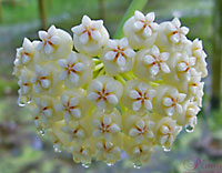 Pachyclada