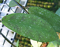Padangensis