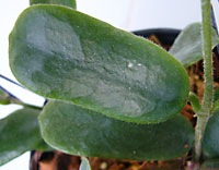Square Leaves