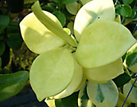 Australis inner variegated