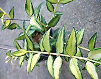 Bella inner variegated
