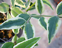 Bella outer variegated