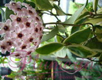 Carnosa variegated
