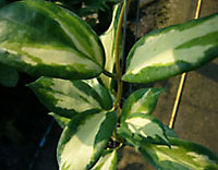 Incrassata inner variegated
