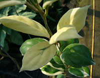 Incrassata outer variegated