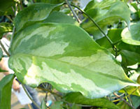 Kenejiana variegated