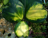Kerrii inner variegated