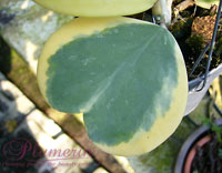 Kerrii outer variegated