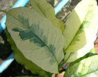 Multifora variegated
