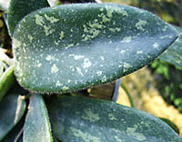 Thomsonii variegated