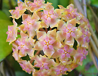 Vitellina
