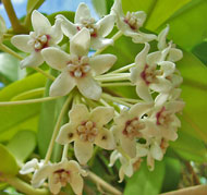 Australis