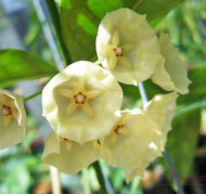 Campanulata