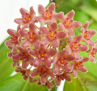 Camphorifolia
