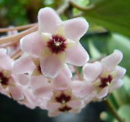 Carnosa variegated