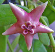 Coronaria Pink