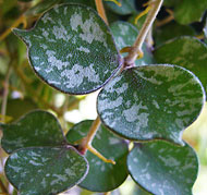 Curtisii