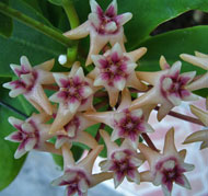 Darwinii