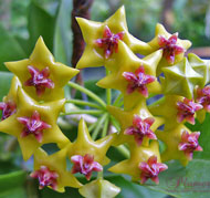 Densifolia