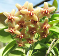 Flavida