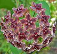 Globolifera