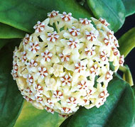 Globulosa