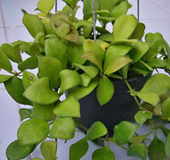 heuschkeliana