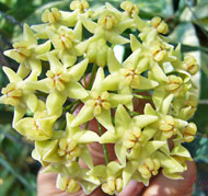 Hypolasia