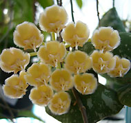 imbricata big flower