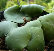 Imbricata green