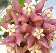 Imperialis borneo pink