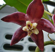 Imperialis borneo red