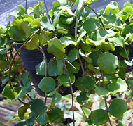 Kanyakumariana