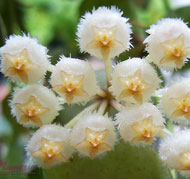 Lacunosa