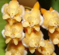 Lasiantha