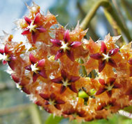 Mindorensis Red